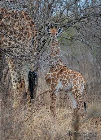 Giraffe