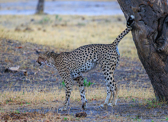 Cheetah