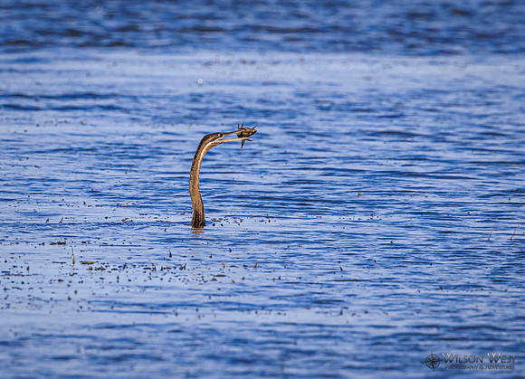African Darter
