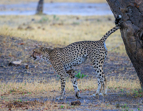 Cheetah