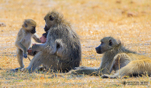 Baboon