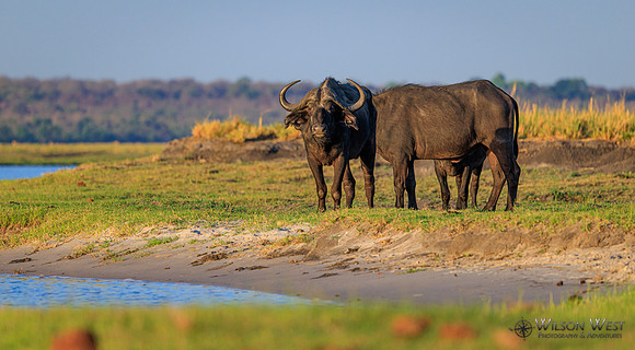 Cape Buffalo