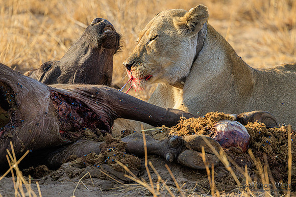 Lion