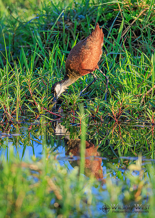 Jacana
