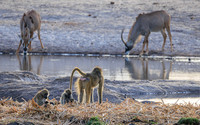 Baboon, Roan Antelope