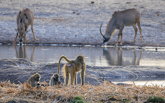 Baboon, Roan Antelope