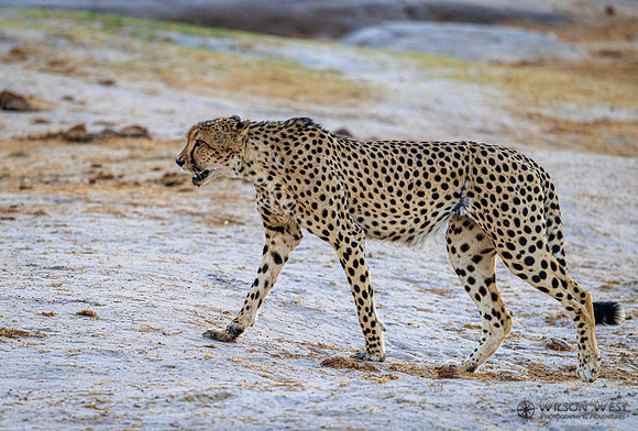 Cheetah