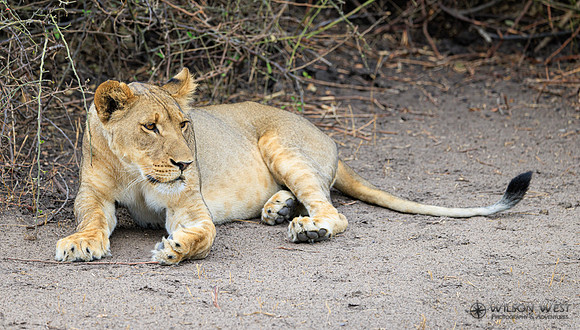 Lion