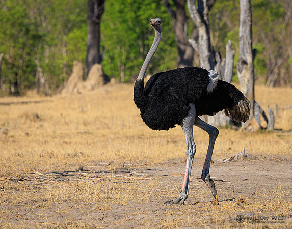 Ostrich