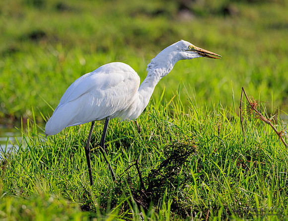 Great Egret