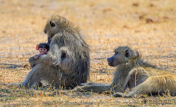 Baboon