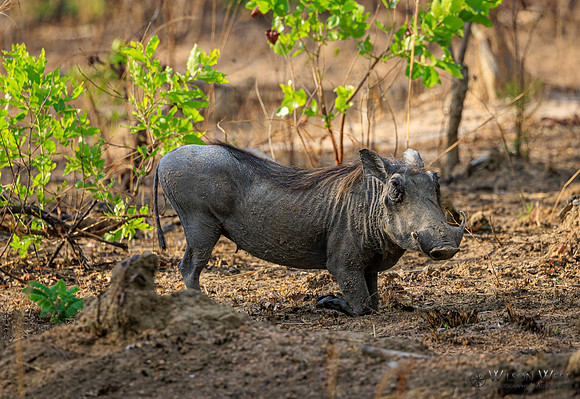 Warthog