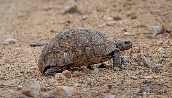 Leopard Tortoise