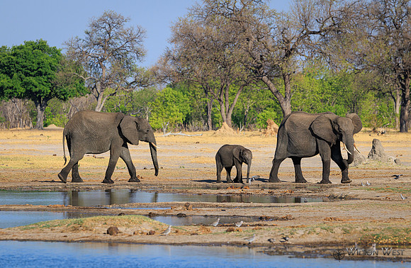 Elephant