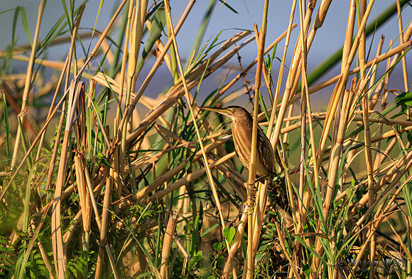 Little Bittern