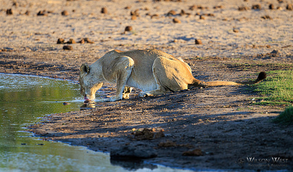 Lion