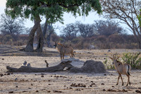 Roan Antelope