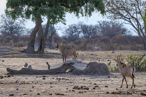 Roan Antelope