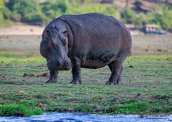 Hippopotamus