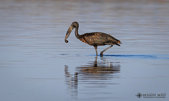 Openbill Stork