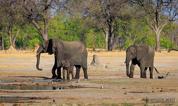 Elephant