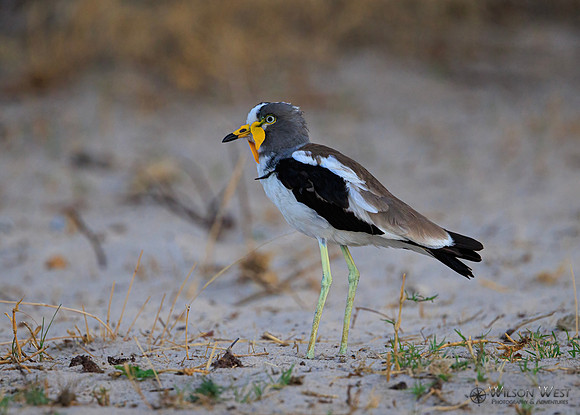 White-crowned Lapwing