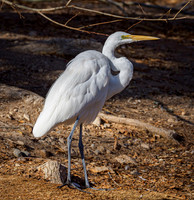 Floyd Lamb Park at Tule Springs 1-16-2020