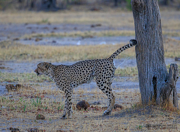 Cheetah