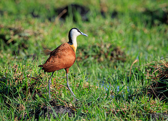 Jacana
