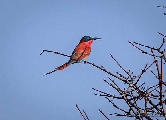 Carmine Bee-eater
