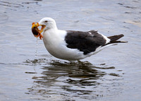 Stanley, Falkland Island