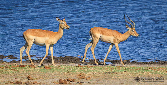 Impala