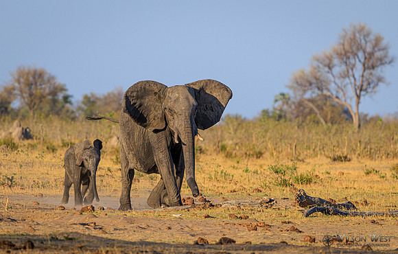 Elephant
