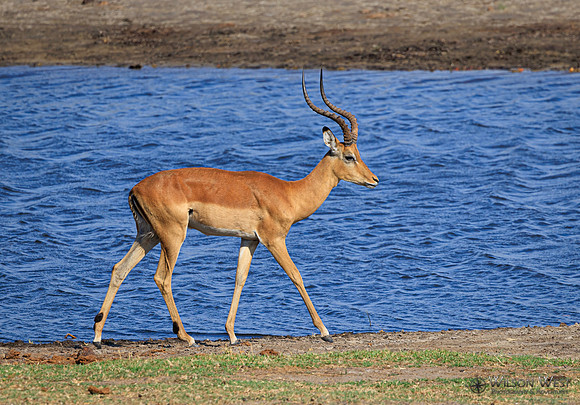 Impala