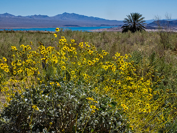 Brittlebush