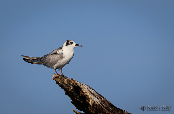 Whiskered Tern