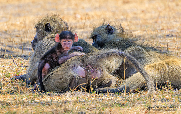 Baboon