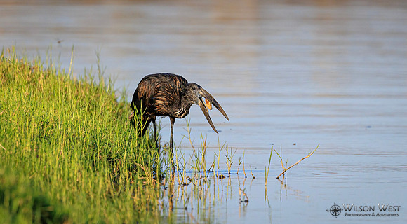 Openbill Stork