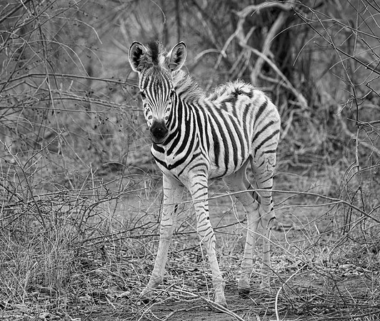 Burchell's Zebra