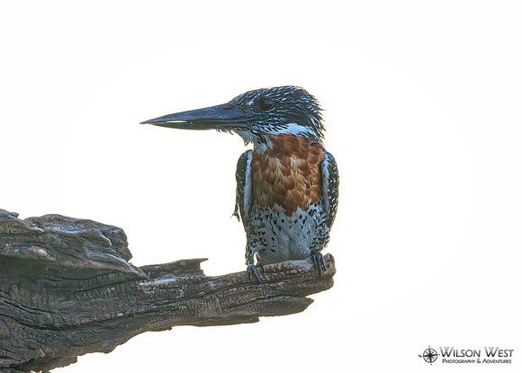 Giant Kingfisher