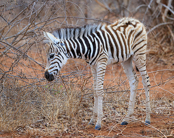Burchell's Zebra