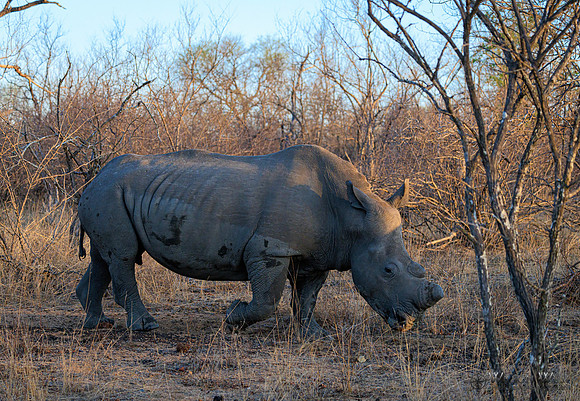 White Rhinoceros