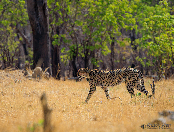 Cheetah