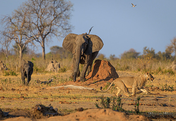 Lion, Elephant
