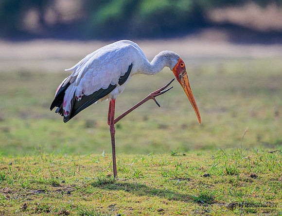 Yellow-billed Stork