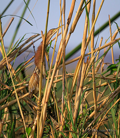Little Bittern