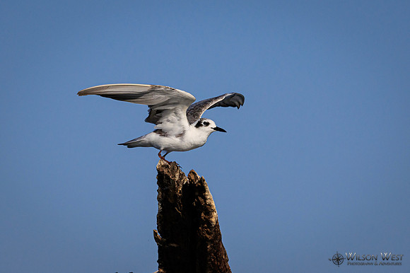 Whiskered Tern