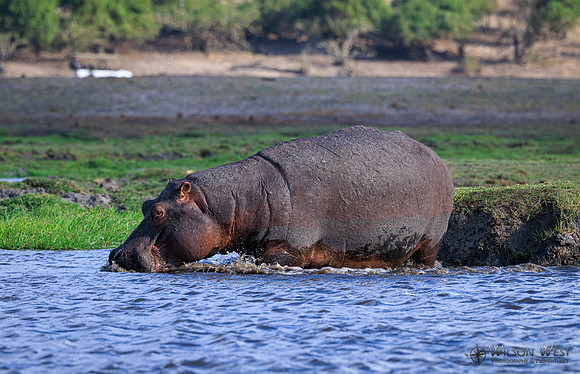 Hippopotamus