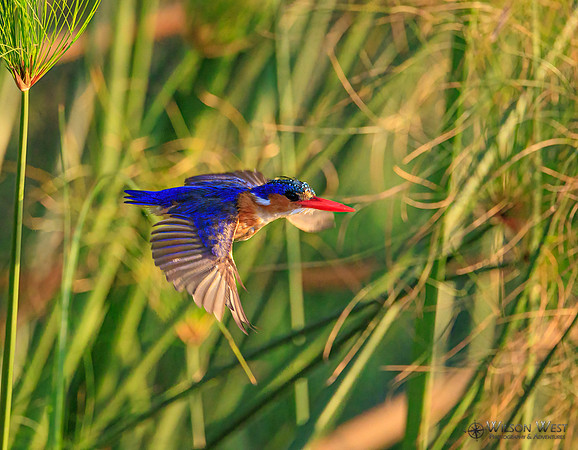 Malachite Kingfisher