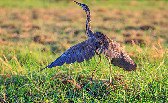 Purple Heron